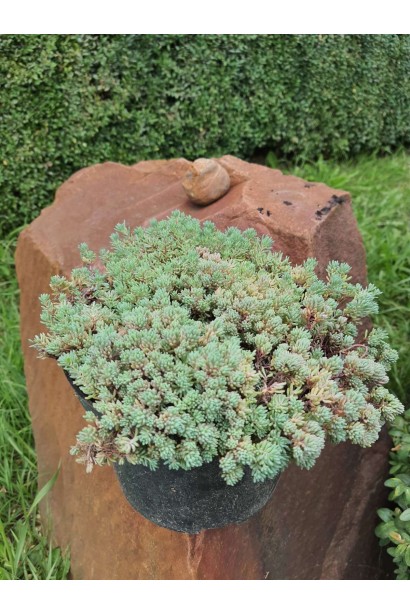 Очиток білий  - 3л/вис.5см/Ø20-25см